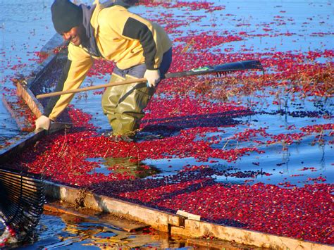 Bay of Fundy Blog: Cranberry harvest time