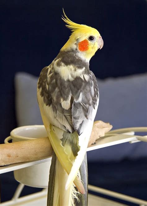 10 Cockatiel Colors Varieties & Mutations (With Pictures) - Pet Care Stores