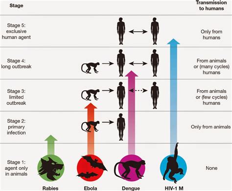 The Diagnosis Of Rabies In Humans - Fastalobos