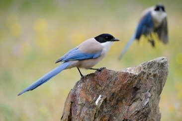 Europe-birds – Ornithology