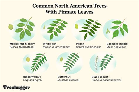 Common north american trees with pinnate leaves – Artofit