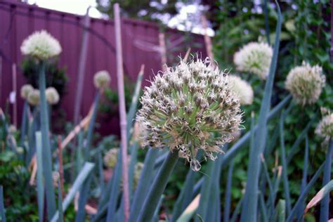 How to Grow Shallots | Dengarden