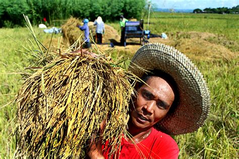 Farmgate Prices of Palay Increased Last May - Negosyante News