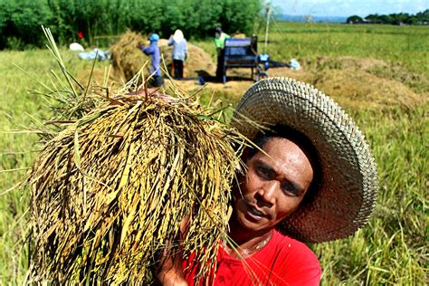 Farmers reap record palay yield in 2021 Q1 | Official Portal of the ...