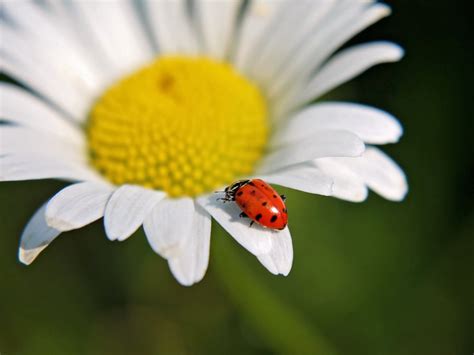 9 Medicinal & Edible Plants That Attract Ladybugs to Devour Garden Pests