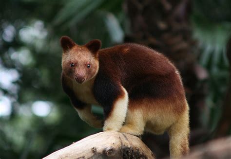 The Kangaroo that Went Back to the Trees | The Ark In Space