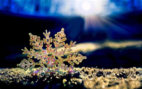 Free Images : branch, cold, winter, sun, night, star, flower, frost, ice, frozen, christmas ...