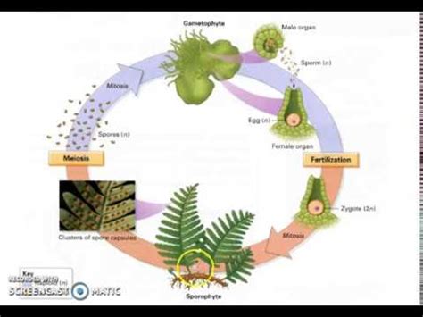 Pteridophyte Lifecycle - YouTube