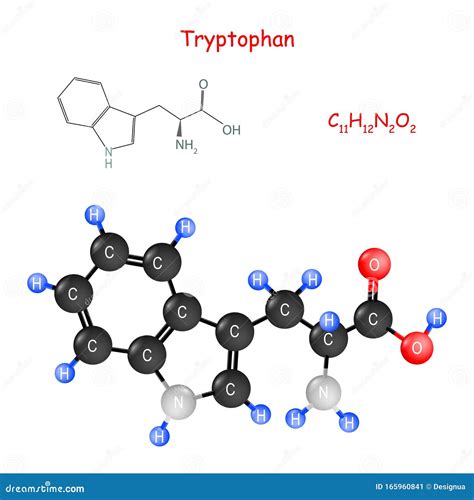 Tryptofaan Chemische Structuurformule En Molecuulmodel Vector ...