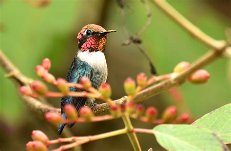 Cuba – Endemic Birds