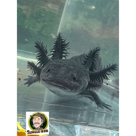 Melanoid Axolotl | Jungle Bobs Reptile World