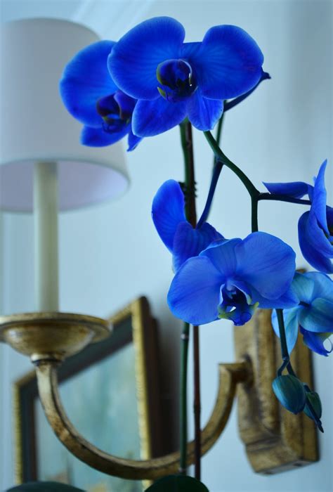 Blue Orchid Wallpaper - WallpaperSafari