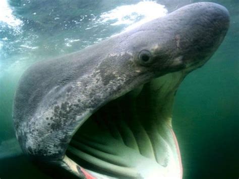 Basking Shark Facts | Basking Shark Habitat & Diet