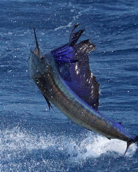 South Florida Regional Sailfish Competition - The Billfish Foundation