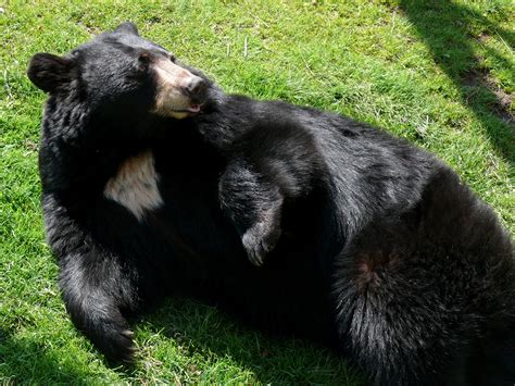 American Black Bear | Animal Database | Fandom