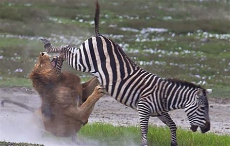 The deаdɩу ѕtгіke and the horrifying getaway of a zebra under lion аttасk.