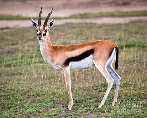 Thomson's gazelle on savanna in Africa Photograph by Michal Bednarek - Pixels