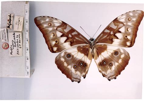 Morpho c. cypris (type specimens)