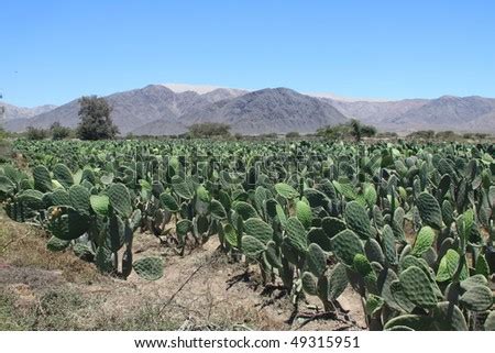 Field With Cactus Stock Photo 49315951 : Shutterstock