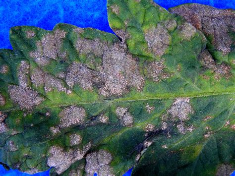 Powdery mildew on tomatoes