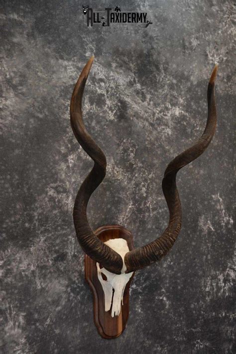 African Greater Kudu skull plaque mount for sale SKU 1381 - All Taxidermy