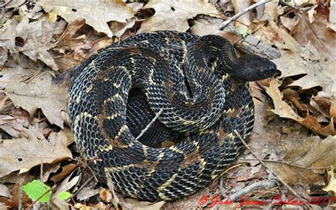 Foraging male black phase Timber Rattlesnake | Rattlesnake, Timber, Raw photo