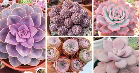 60 Popular Pink Succulents That Everyone Loves