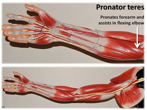 Pronator teres - Muscles of the Upper Extremity Visual Atl… | Flickr