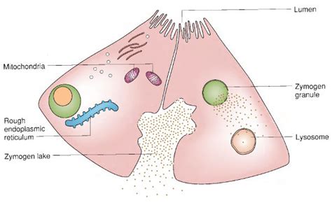 Pancreas: Zymogen Pancreas