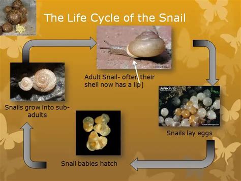 Life Cycle of a Garden Snail | Foliar Garden