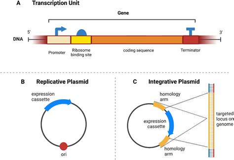 Transcription unit and plasmid types. (A) Diagram of a transcription ...