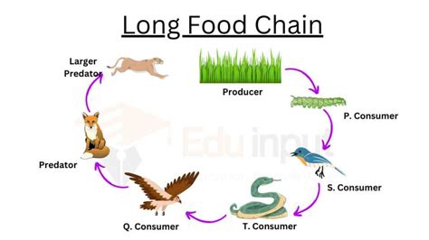 Long Food Chain (Examples and Advantages)