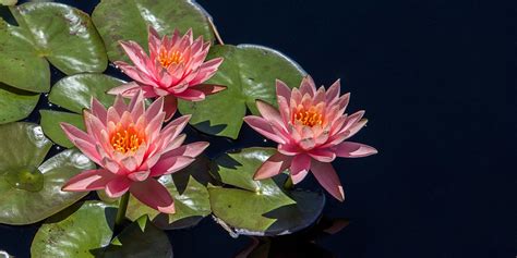 Percy Jackson’s The Odyssey Reference Explained: Why The Lotus Flowers ...