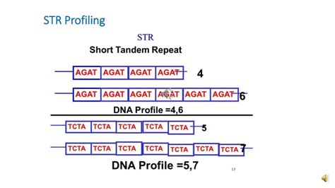 short tandem repeats profile