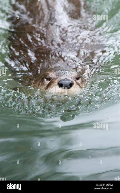 Northern / North American river otter (Lontra canadensis) swimming ...