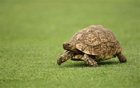 Tortoise Wallpapers - Top Free Tortoise Backgrounds - WallpaperAccess