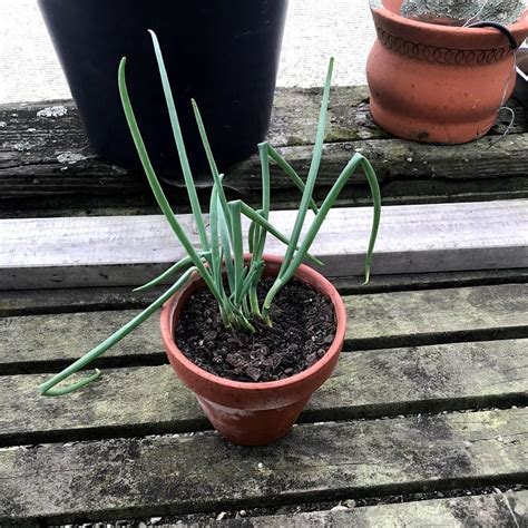 Growing Onions In Containers: How To Grow An Onion From An Onion Indoors - Breathing Garden