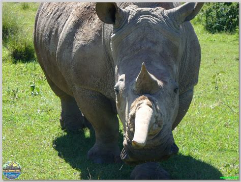 Mount Kenya Wildlife Conservancy