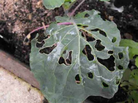 Slugs and Snails - Urban Farm Colorado