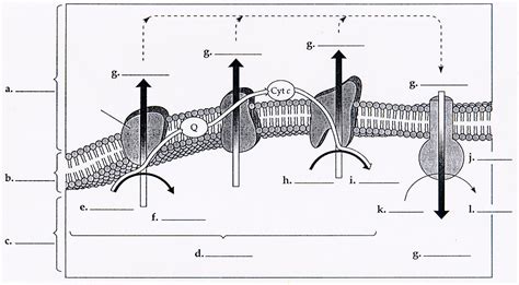 Electron Transport Chain Diagram | Quizlet