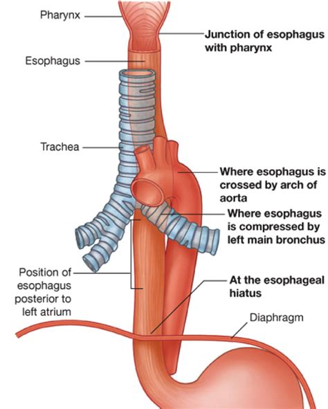 The Esophagus | Medika Life :: Understanding Human Anatomy