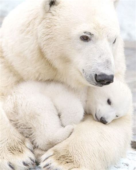 Wow! The polar bear mom is sooo beautiful! | Polar bear, Baby polar bears, Baby animals