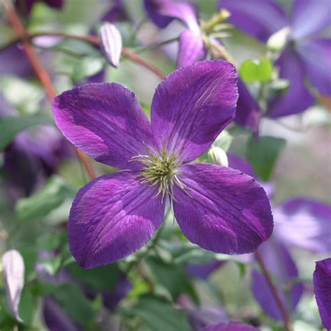 Happy Jack® Purple - Clematis x | Proven Winners