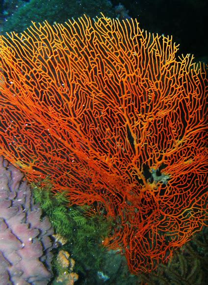 Red sea fan coral | Project Noah