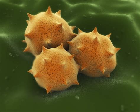 Posterazzi: Microscopic visualization of grass pollen grains Stretched Canvas - Stocktrek Images ...