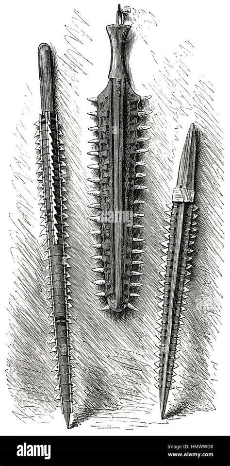 Primitive Weapons made from Shark Teeth, Gilbert Islands, Illustration from the book ...