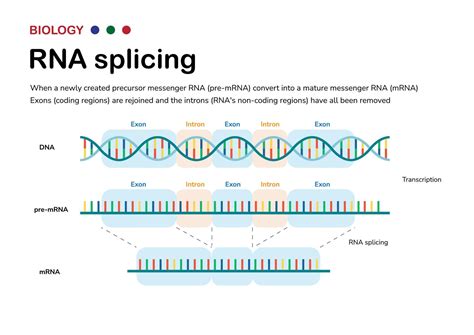 Diagram showing the biological process of RNA splicing to remove intron after transcription and ...