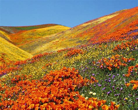 California Poppies - deedeeflower Wallpaper (19543714) - Fanpop