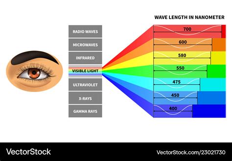 Visible light spectrum color waves length Vector Image