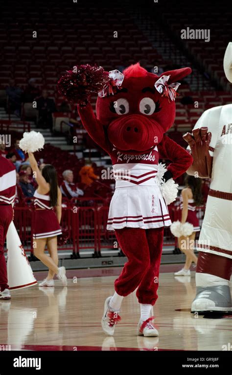 Razorback Mascot High Resolution Stock Photography and Images - Alamy